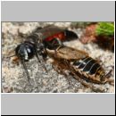 Tachysphex obscuripennis - Grabwespe w12b 8mm mit Schabe - Sandgrube Niedringhaussee.jpg